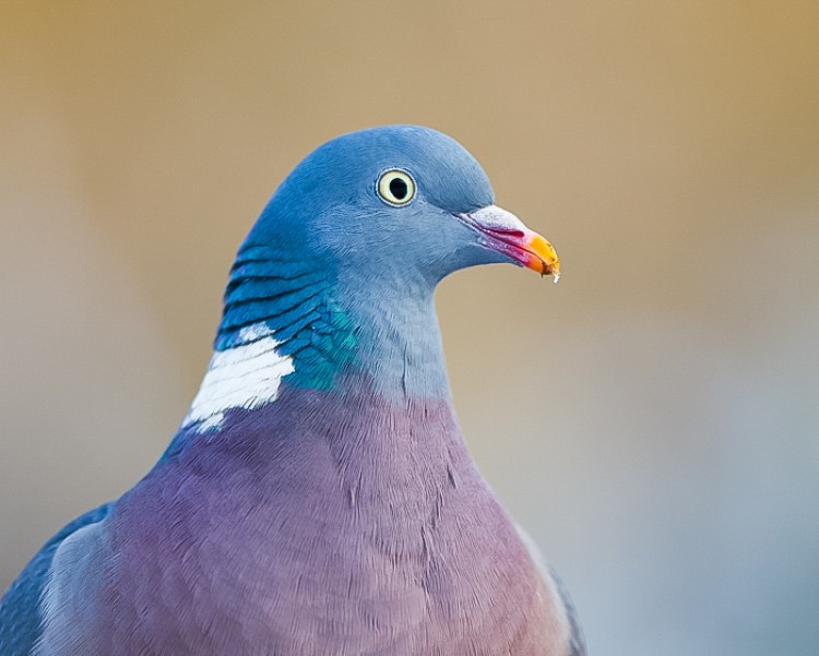 Portret van een houtduif. Foto: Edo van Uchelen. 