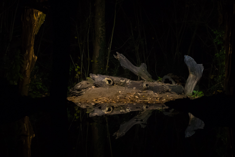 Het decor voor de hut is uitgelicht door drie meerdere sterke LED lampen. De lampen verborgen achter boomstronken en niet zichtbaar. Het licht lijkt op maanlicht. De dieren die op de voerplek komen zijn helemaal gewend geraakt aan de verlichting, en store