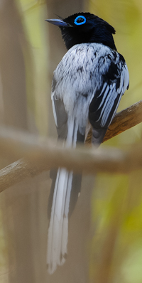 Madagascar Flycatcher FrT 4325