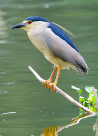 Madagascar Night Heron Kwak FrT 1 114