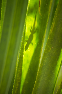 Madagaskar Edo van Uchelen Wildernistrek 15 van 20