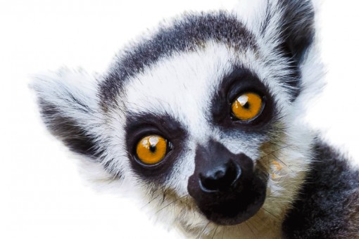Een unieke wereld met bizarre dieren