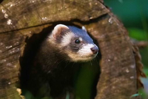 Nachtdieren, marterhut ****