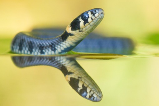 Matron Vervormen Omdat Workshops natuurfotografie