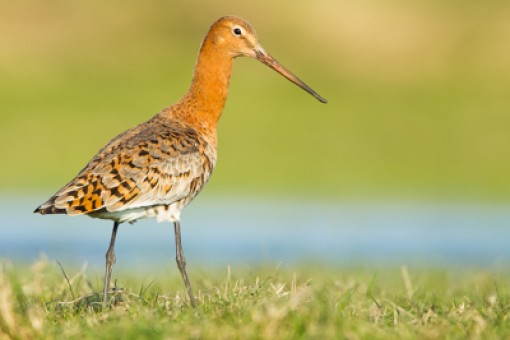 Fotohut marken Weidevogels (alleen van maart t/m 5 juni )