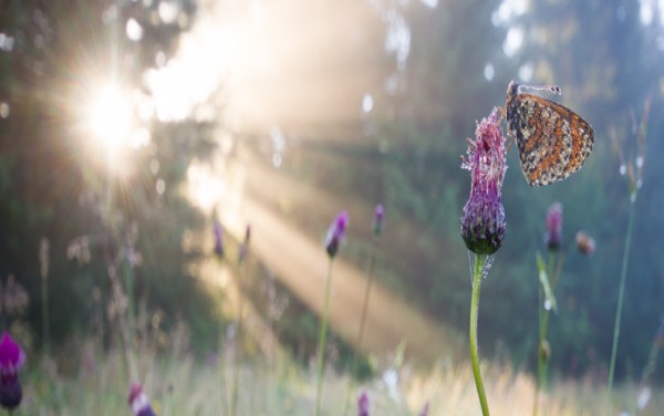tweekleurige parelmoervlinder zon tegenlicht flitsen zonsopkomst groothoek 3 van 28