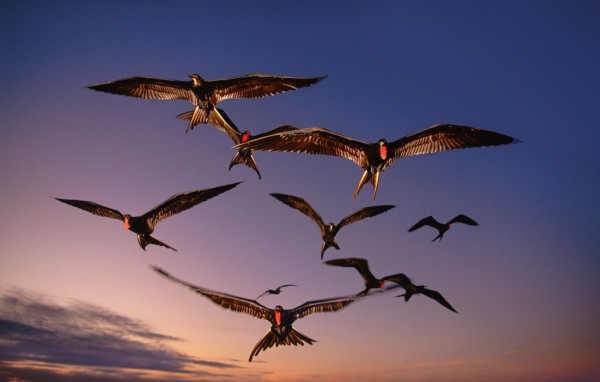 fregatvogels