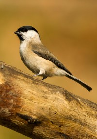 middelste bonte specht Leo Boon Wildernistrek 1 van 1 2