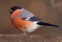 middelste bonte specht Leo Boon Wildernistrek 1 van 1 3