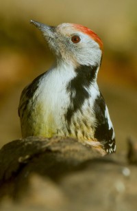 middelste bonte specht Leo Boon Wildernistrek 1 van 1