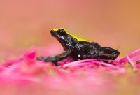Madagaskar Edo van Uchelen Wildernistrek 12 van 14