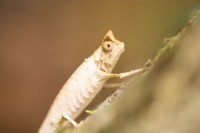 Madagaskar Edo van Uchelen Wildernistrek 5 van 20