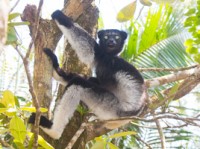 Madagaskar Edo van Uchelen Wildernistrek 7 van 20