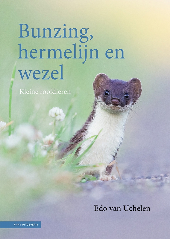 bunzing hermelijn en wezel1