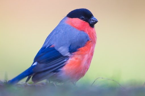 Workshop vogelfotografie vanuit de vier sterren fotohut