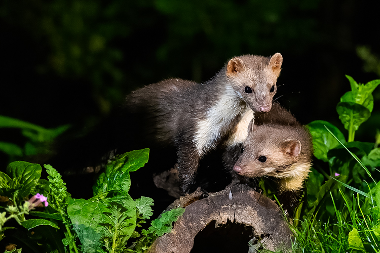 Steenmarter, regelmatig verschijnen meerdere dieren op de set! Foto: John Breugelmans. 