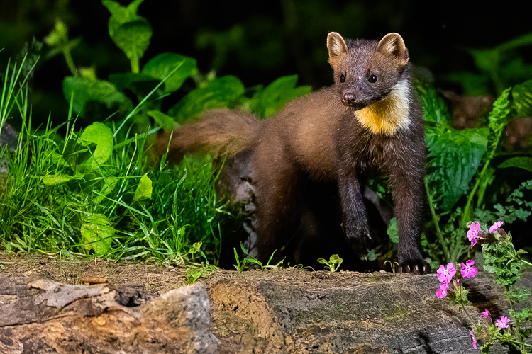 Ook de boommarter is vaste gast, maar komt niet elke nacht. Let op de keelvlek, deze is bij de boommarter niet wit maar gelig. Foto: John Breugelmans. 