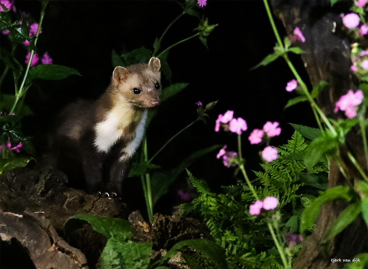 Elke avond verschijnen meerdere steenmarters op het decor. Soms vroeg en soms (heel) laat, er is geen vast schema. De dieren zijn individueel te herkennen aan het vlekkenpatroon op de witte bef. Foto: Tjerk van Dijk. 