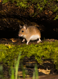 marterhut Edo van Uchelen Wildernistrek 4 van 6 3