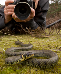 ringslang fotografie bart 4 van 5